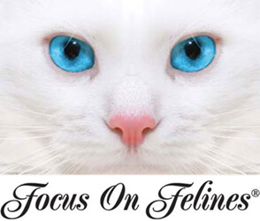 Focus on Felines logo